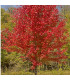 Javor červený - Acer rubrum - semená javora - 5 ks