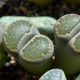 Lithops euniceae Bellaketty - predaj semien - 5 ks