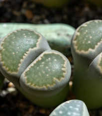 Lithops euniceae Bellaketty - predaj semien - 5 ks