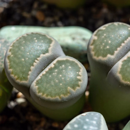 Lithops euniceae Bellaketty - predaj semien - 5 ks