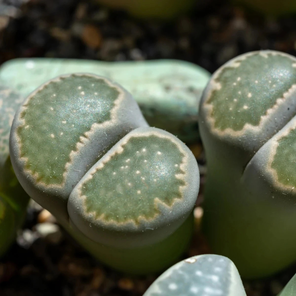 Lithops euniceae Bellaketty - predaj semien - 5 ks
