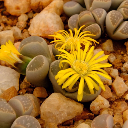 Lithops euniceae Bellaketty - predaj semien - 5 ks
