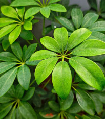 Šeflera prstovitá - Schefflera digitata - predaj semien - 6 ks