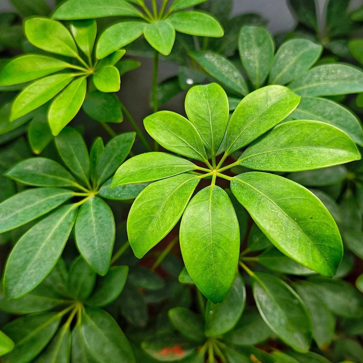 Šeflera prstovitá - Schefflera digitata - predaj semien - 6 ks