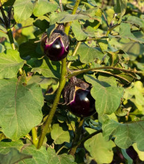 BIO Baklažán Bambino - Solanum melongena - predaj bio semien - 15 ks