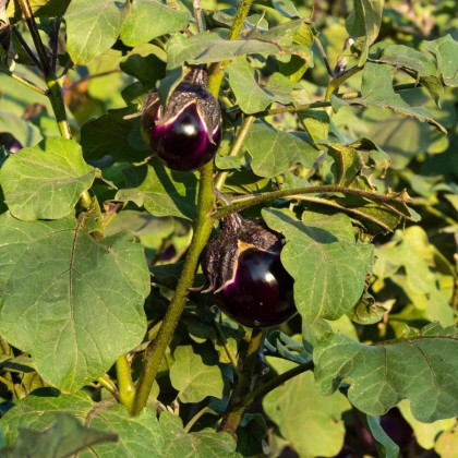 BIO Baklažán Bambino - Solanum melongena - predaj bio semien - 15 ks