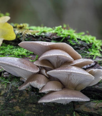 Hliva ustricová - zrnitá sadba - Pleurotus ostreatus - sadba - predaj - 500 ml