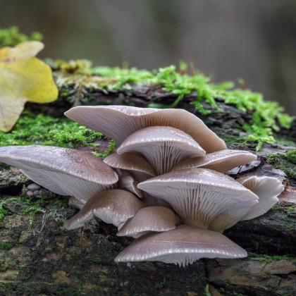Hliva ustricová - zrnitá sadba - Pleurotus ostreatus - sadba - predaj - 500 ml