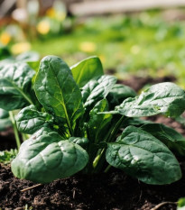 Špenát Fagot F1- Spinacia oleracea - predaj semien - 200 ks