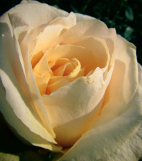 Ruža veľkokvetá kríková - Fragrant Casanova - Rosa - voľnokorenené sadenice - 1 ks