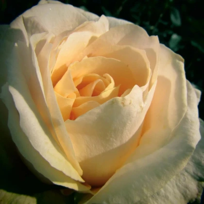 Ruža veľkokvetá kríková - Fragrant Casanova - Rosa - voľnokorenené sadenice - 1 ks