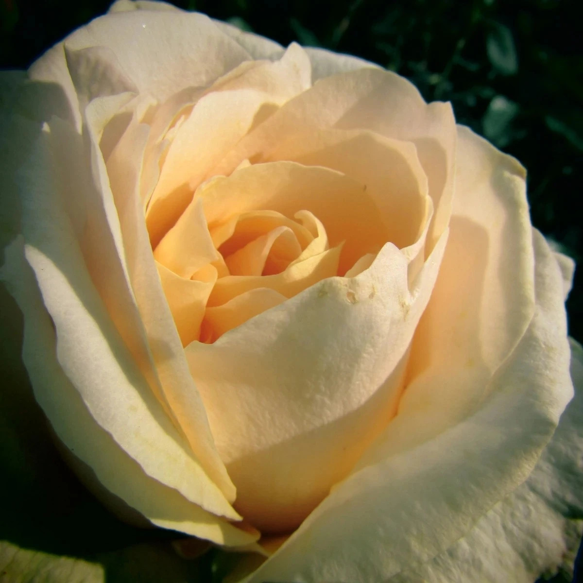 Ruža veľkokvetá kríková - Fragrant Casanova - Rosa - voľnokorenené sadenice - 1 ks