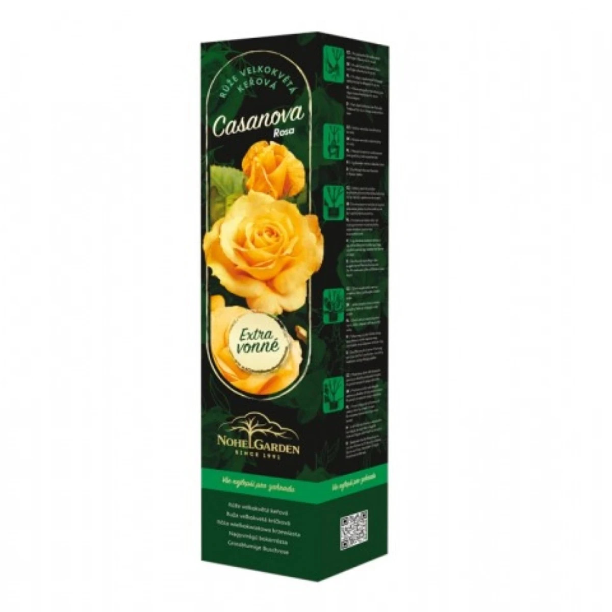 Ruža veľkokvetá kríková - Fragrant Casanova - Rosa - voľnokorenené sadenice - 1 ks