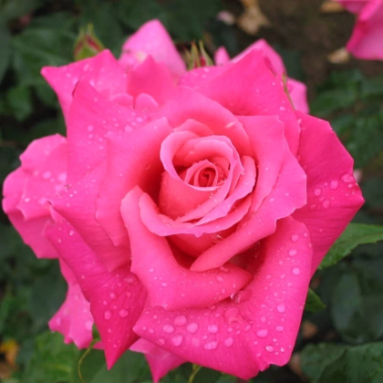 Ruža veľkokvetá kríková - Fragrant Criterion - Rosa - voľnokorenné sadenice - 1 ks