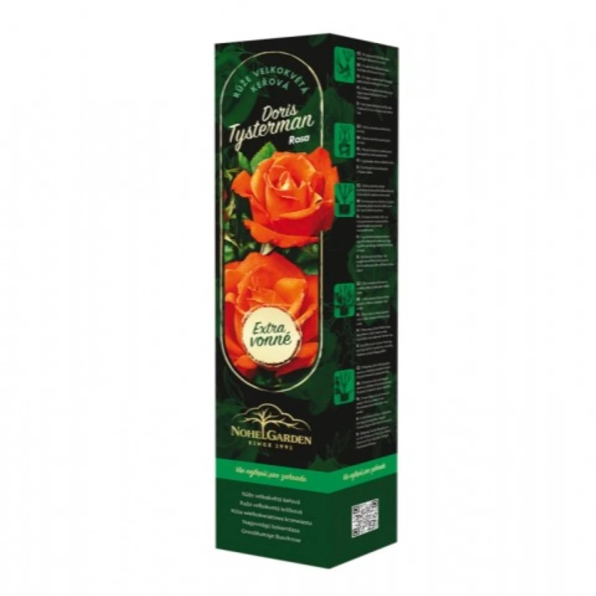 Ruža veľkokvetá kríková - Fragrant Doris Tysterman - Rosa - predaj voľnokorenných sadeníc - 1 ks