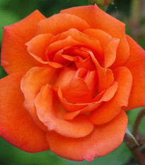 Ruža veľkokvetá kríková - Fragrant Doris Tysterman - Rosa - predaj voľnokorenných sadeníc - 1 ks