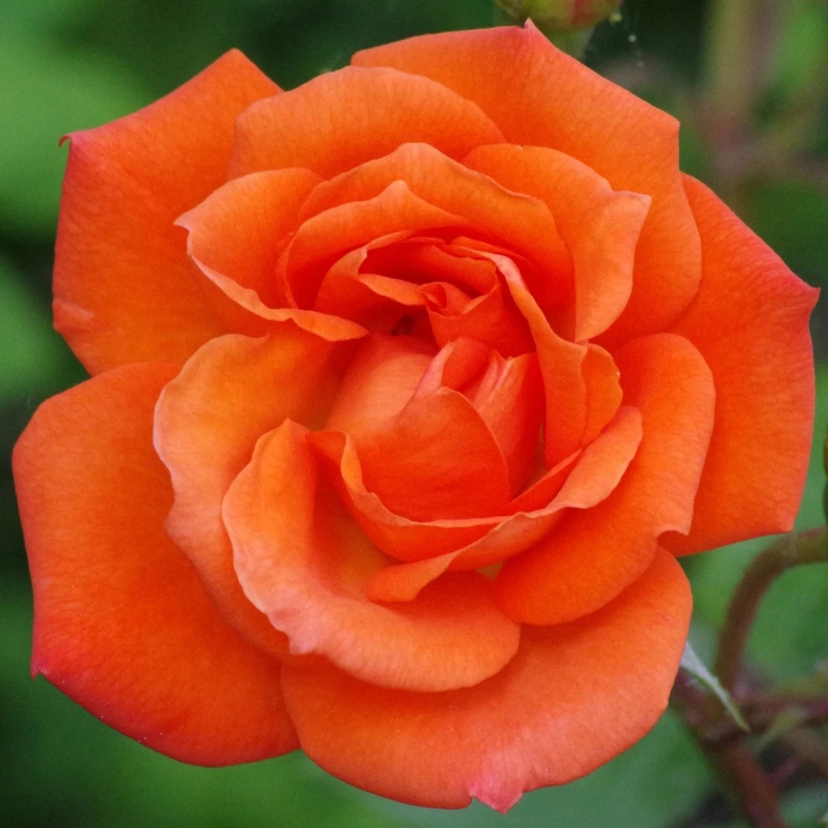 Ruža veľkokvetá kríková - Fragrant Doris Tysterman - Rosa - predaj voľnokorenných sadeníc - 1 ks