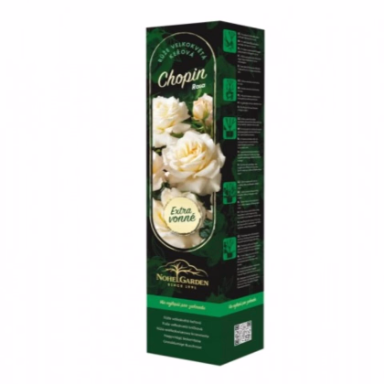 Ruža veľkokvetá kríková - Fragrant Chopin - Rosa - predaj voľnokorenných sadeníc - 1 ks