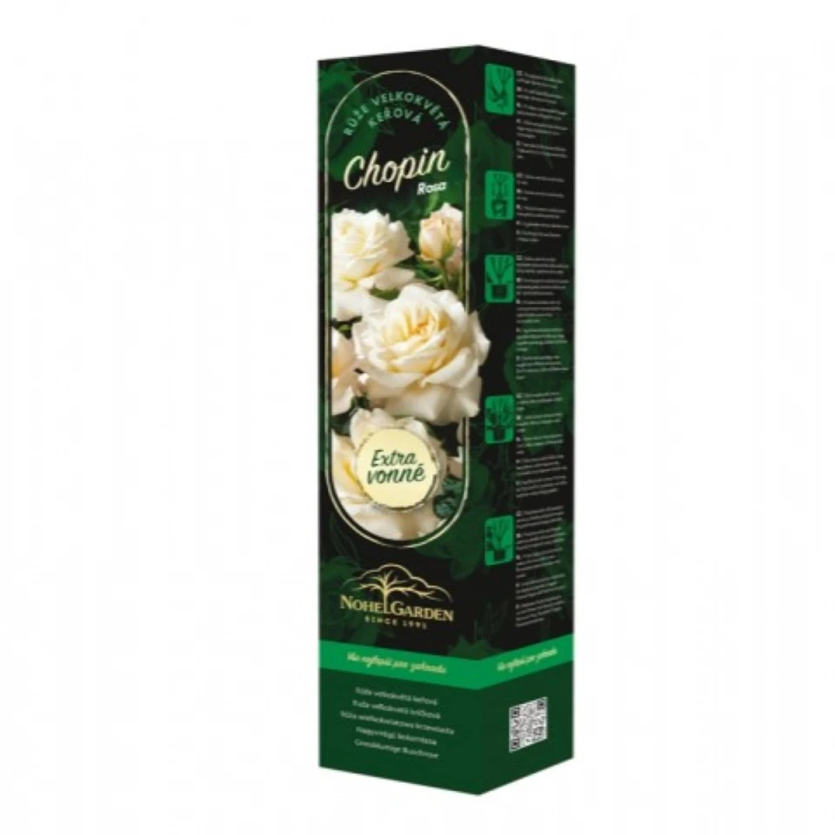 Ruža veľkokvetá kríková - Fragrant Chopin - Rosa - predaj voľnokorenných sadeníc - 1 ks