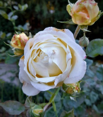 Ruža veľkokvetá kríková - Fragrant Chopin - Rosa - predaj voľnokorenných sadeníc - 1 ks