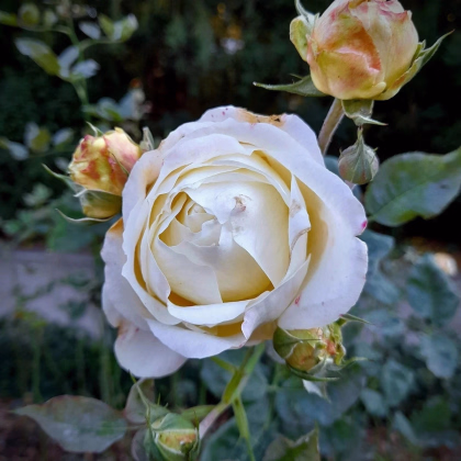 Ruža veľkokvetá kríková - Fragrant Chopin - Rosa - predaj voľnokorenných sadeníc - 1 ks