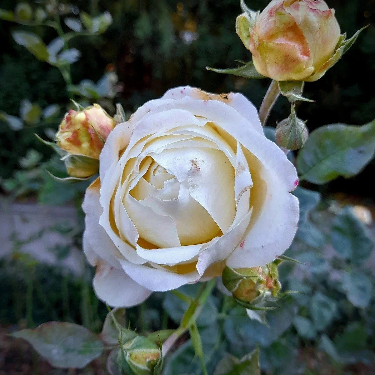 Ruža veľkokvetá kríková - Fragrant Chopin - Rosa - predaj voľnokorenných sadeníc - 1 ks