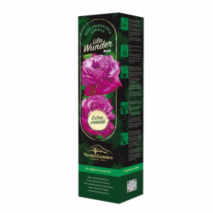 Ruža veľkokvetá kríková - Fragrant Lila Wunder - Rosa - predaj voľnokorenných sadeníc - 1 ks