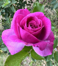 Ruža veľkokvetá kríková - Fragrant Lila Wunder - Rosa - predaj voľnokorenných sadeníc - 1 ks