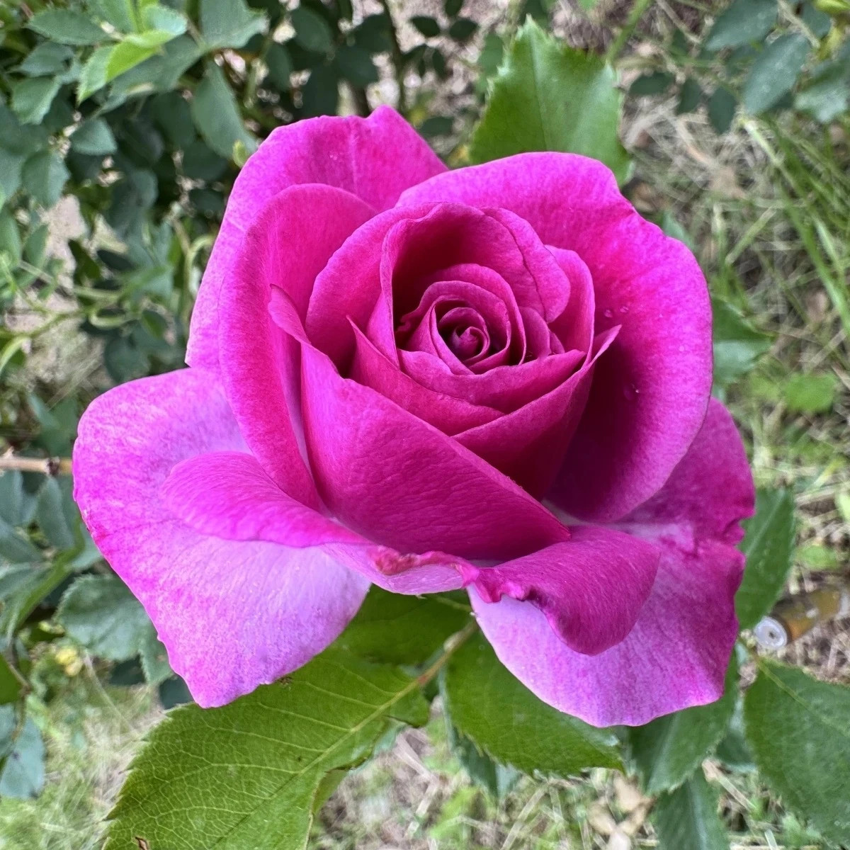 Ruža veľkokvetá kríková - Fragrant Lila Wunder - Rosa - predaj voľnokorenných sadeníc - 1 ks