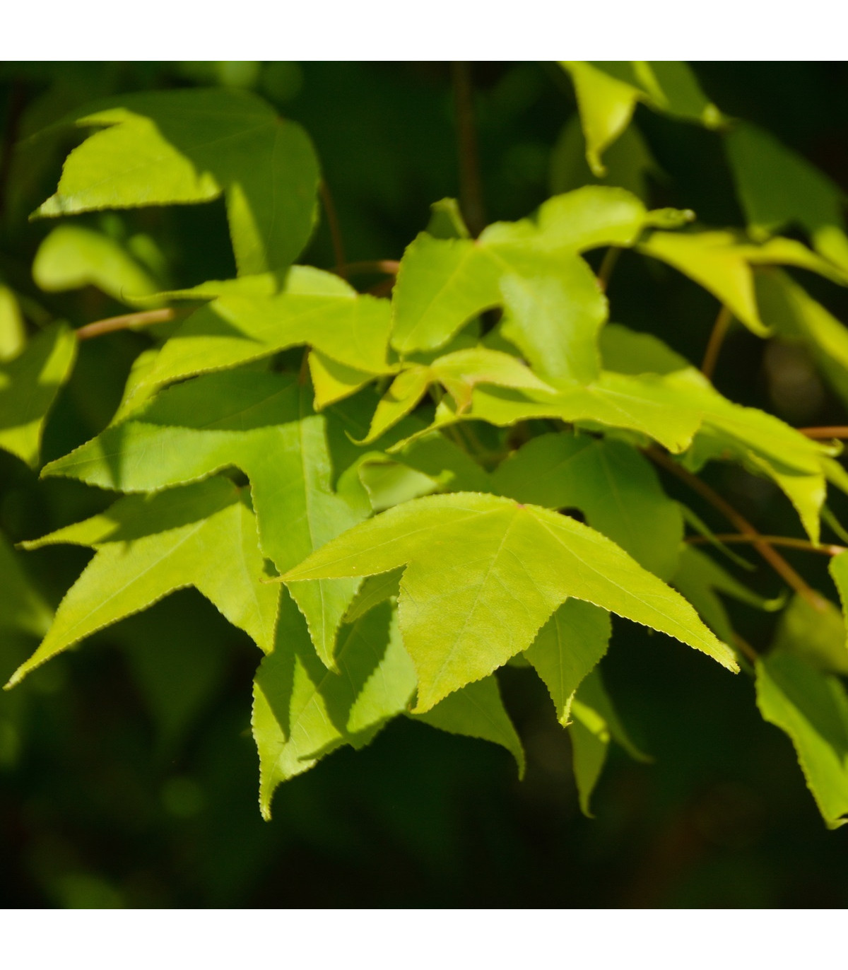 Javor Oblongum - bonsai Acer oblongum - semiačka - 5 ks