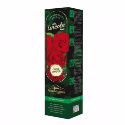 Ruža veľkokvetá kríková - Fragrant Mister Lincoln - Rosa - predaj voľnokorenných sadeníc - 1 ks