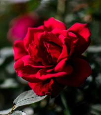 Ruža veľkokvetá kríková - Fragrant Mister Lincoln - Rosa - predaj voľnokorenných sadeníc - 1 ks