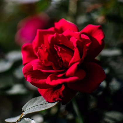 Ruža veľkokvetá kríková - Fragrant Mister Lincoln - Rosa - predaj voľnokorenných sadeníc - 1 ks