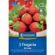 Jahoda Korona - Fragaria ananassa - voľnokorenné sadenice jahôd - 3 ks