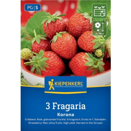 Jahoda Korona - Fragaria ananassa - voľnokorenné sadenice jahôd - 3 ks