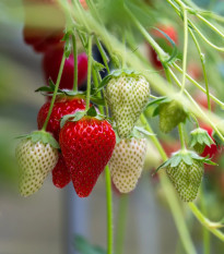 Jahoda Korona - Fragaria ananassa - voľnokorenné sadenice jahôd - 3 ks