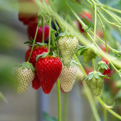 Jahoda Korona - Fragaria ananassa - voľnokorenné sadenice jahôd - 3 ks