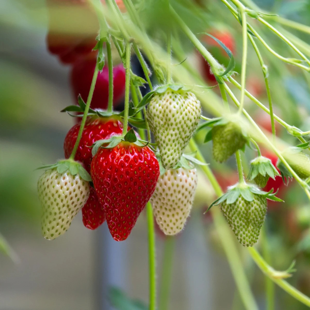 Jahoda Korona - Fragaria ananassa - voľnokorenné sadenice jahôd - 3 ks