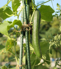 Uhorka šalátová Tribute F1 - Cucumis sativus - predaj semien - 10 ks