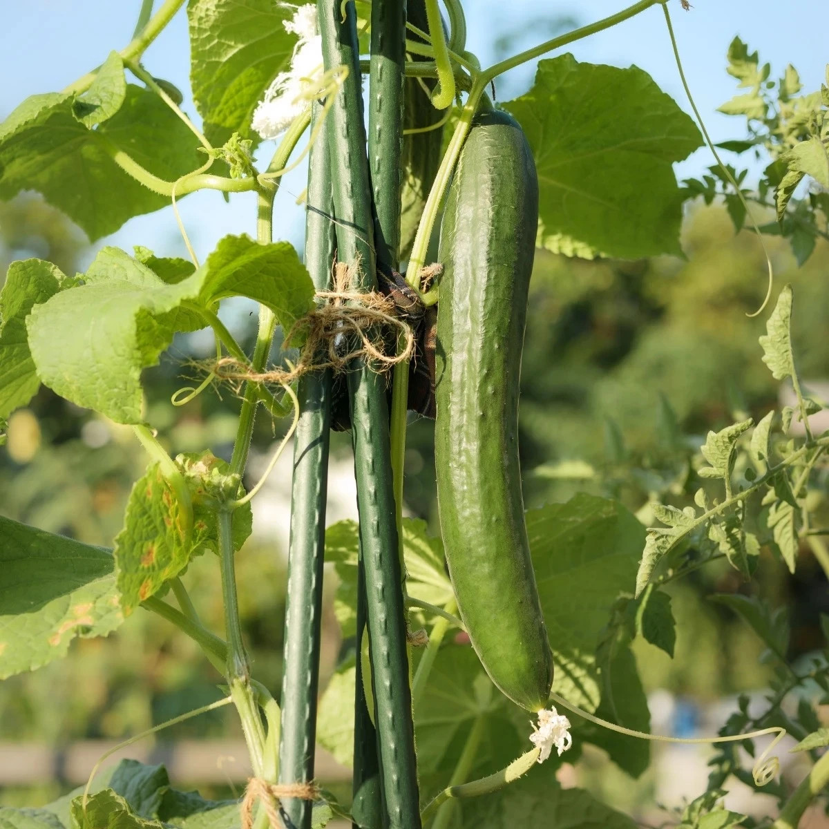 Uhorka šalátová Tribute F1 - Cucumis sativus - predaj semien - 10 ks