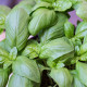 BIO Bazalka veľkolistá - Ocimum basilicum - predaj semien - 100 ks