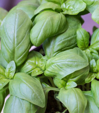 BIO Bazalka veľkolistá - Ocimum basilicum - predaj semien - 100 ks