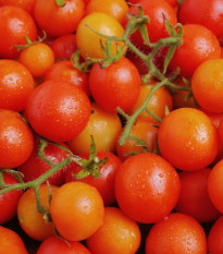 Paradajka kríčková Minirotus F1 - Solanum lycopersicum - predaj semien - 10 ks