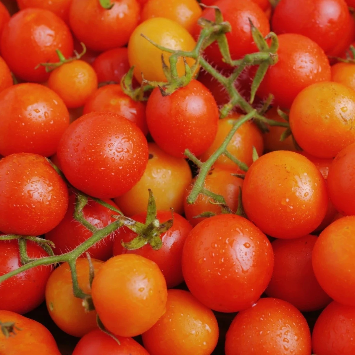 Paradajka kríčková Minirotus F1 - Solanum lycopersicum - predaj semien - 10 ks