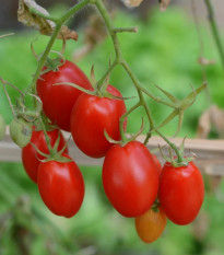 Paradajka kríčková Minipeelus F1- Solanum lycopersicum - predaj semien - 10ks