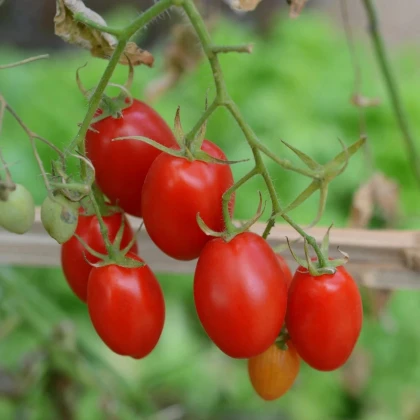 Paradajka kríčková Minipeelus F1- Solanum lycopersicum - predaj semien - 10ks