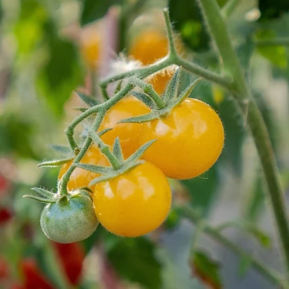 Paradajka kríčková Minigelbus F1- Solanum lycopersicum - predaj semien - 10 ks