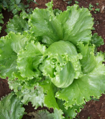 Šalát Miniko hlávkový ľadový - Lactuca sativa - predaj semien - 100 ks