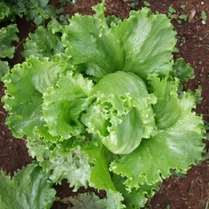 Šalát Miniko hlávkový ľadový - Lactuca sativa - predaj semien - 100 ks