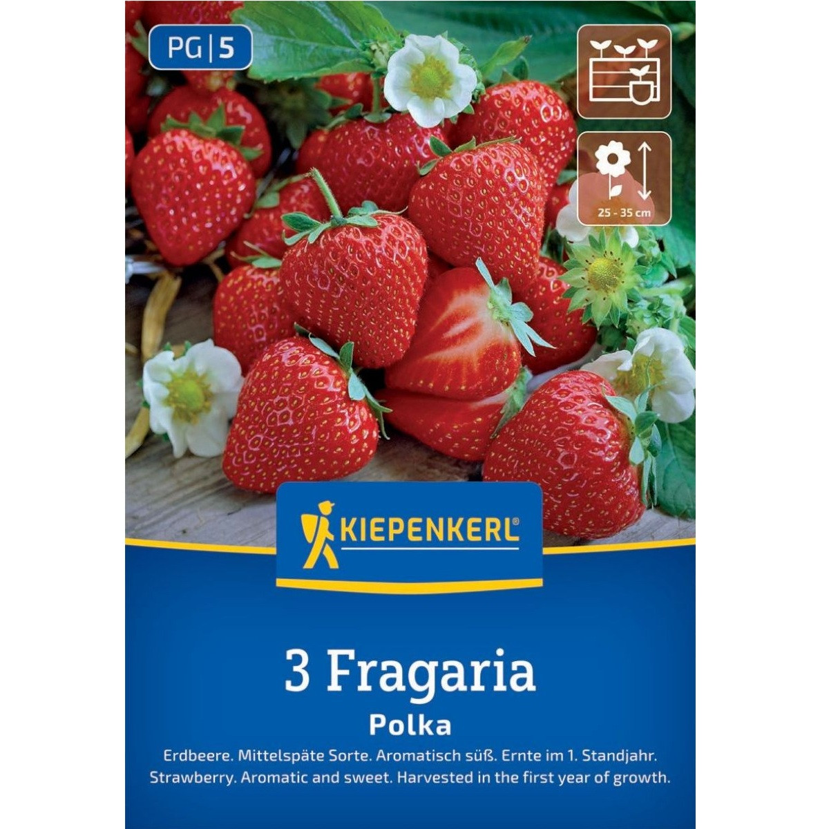 Jahodník Polka - Fragaria ananassa - predaj jednoducho korenených sadeníc - 3 ks